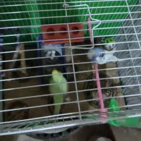 یک جفت مرغ عشق کار داده جوان روی 5تخم|پرنده|مشهد, رضاشهر|دیوار