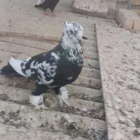 یه‌جفت‌نروماده‌سینه‌ای|پرنده|قم, چهار مردان|دیوار