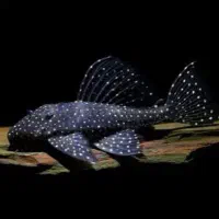 ماهی نظافتچی لجن خوار لوچ کفخوار / آکواریوم سانفیش|ماهی|زنجان, |دیوار