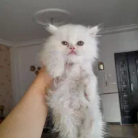 گربه پرشین بریتیش ماده|گربه|لاهیجان, کوی خزر|دیوار