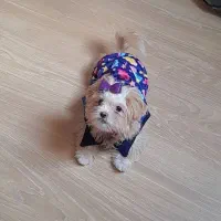 فروش فوری قیمت ۴|سگ|قم, ناصردیوان|دیوار