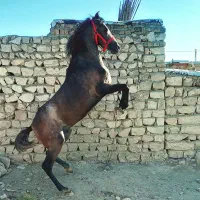 اسب