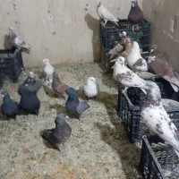 کفتر مایع