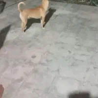 سگ پاکوتاه خارجی