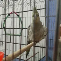 عروس هلندی سرحال نیمه وحش.۹ماهه ماده.