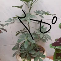 گُل|گل و گیاه طبیعی|سرپل ذهاب, |دیوار