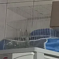 عروس هلندی ماده دستی|پرنده|مشهد, شهید آوینی|دیوار