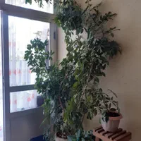 گل بسیار زیبا|گل و گیاه طبیعی|شیروان (خراسان), |دیوار