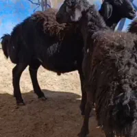 بره قره قزل