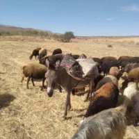 الاق الاغ ماده یا خر معاوضه با گوسفند یا بره ماده|حیوانات مزرعه|صائین قلعه, |دیوار
