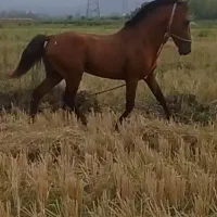 اسب