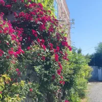 زمین-سندار-در-علی-آباد