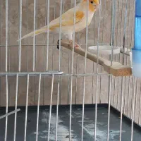 فروش قناری نر زیبا و بلند|پرنده|صحنه, |دیوار