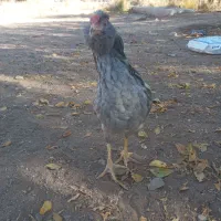 تخم مرغ نطفه دار گلین ریش چهلتاج منگوای طوسی ودودی|حیوانات مزرعه|زنجان, |دیوار