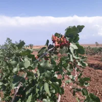 باغ-پسته-12-ساله