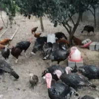 بوقلمون برنز امریکایی