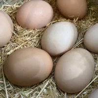 از تولید روزانه به مصرف(تخم مرغ)