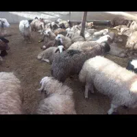 بره پرواری ۱۵راس