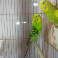 جفت مرغ عشق بهمراه جوجه