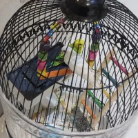 مرغ عشق سه عددمعاوضه باعروس هلندی