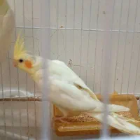 عروس هلندی لوتینو