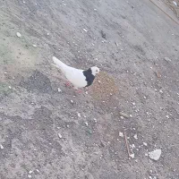 کفتر فوری|پرنده|بم, |دیوار