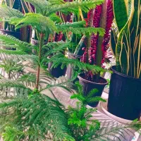 فروش انواع گلهای طبیعی شاخه بوته نهال انبه زیتون|گل و گیاه طبیعی|عنبرآباد, |دیوار