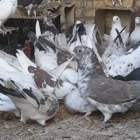 کبوتر|پرنده|رامشه, |دیوار