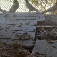 کبوتر پاکستانی  اصیل|پرنده|اردل, |دیوار