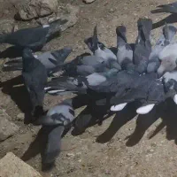 برکت کفتر پر