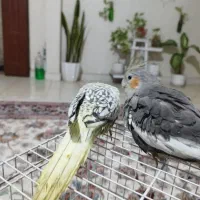 دوتا جوجه عروس ۳ ماهه