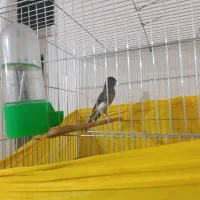 قناری سیاه وسفید