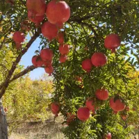 انار درجه ۱ کوهنانی