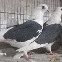 دوکت و انواع کفتر|پرنده|پیر بکران, |دیوار