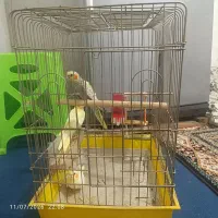 جوجه ها عروس هلندی دستی کامل با قفس