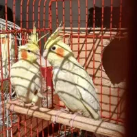 فروش یکجا عروس ومرغ عشق