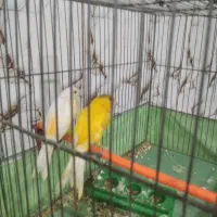 قناری|پرنده|مرودشت, کناره|دیوار