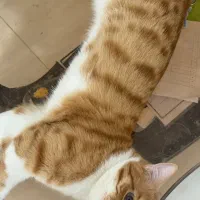 فروش گربه دی اس اچ