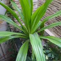 گل ذرتی|گل و گیاه طبیعی|کازرون, |دیوار