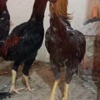 خروس لاری جوان|حیوانات مزرعه|رضویه, |دیوار