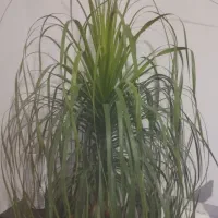 گل‌های زیبا