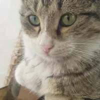 واگذاری رایگان دو بچه گربه نر ۶ ماهه و ماده ۴ ماهه