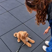 مربی سگ، پانسیون تربیت و آموزش سگ در اصفهان