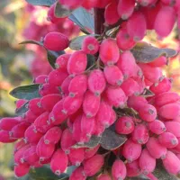 نهال زرشک بی دانه ونهال گل محمدی