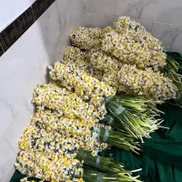 گل نرگس|گل و گیاه طبیعی|شیراز, شهرک بهار|دیوار