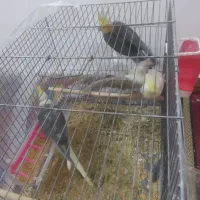 عروس هلندی|پرنده|امیدیه, |دیوار