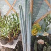 سریوس آبی|گل و گیاه طبیعی|فلاورجان, |دیوار