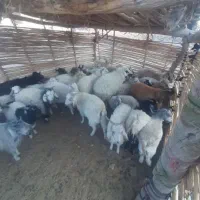 معاوضه گوسفند با ماشین