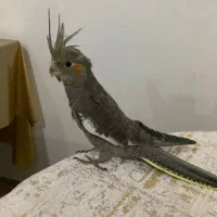 عروس هلندی نرو ماده