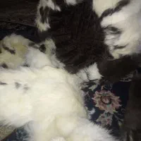 کلاه و شال گردن پوست طبیعی|لباس|مشهد, امین آباد|دیوار